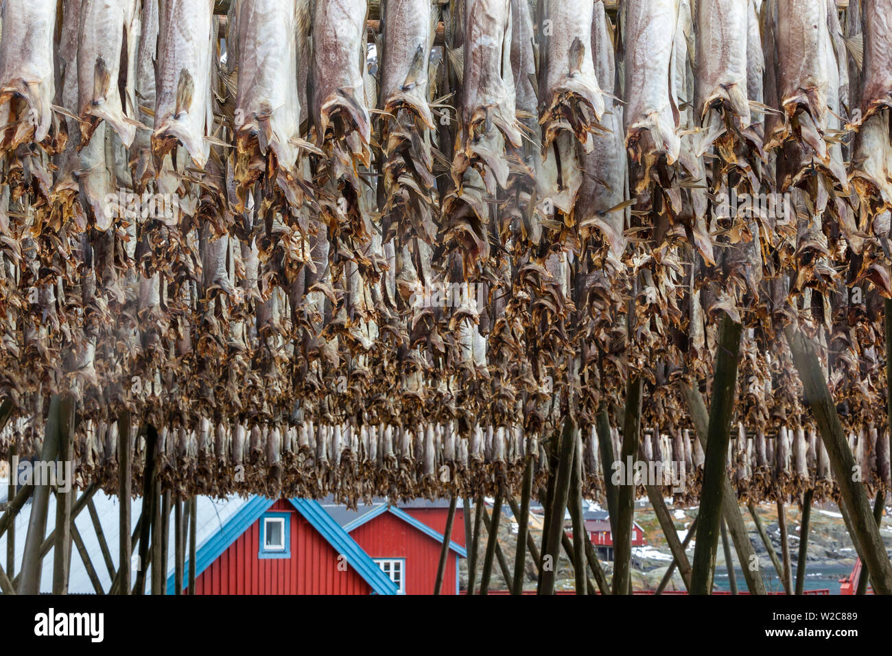 Stockfisch (Cod) trocknen auf Holz- Racks, Lofoten, Nordland, Norwegen Stockfoto