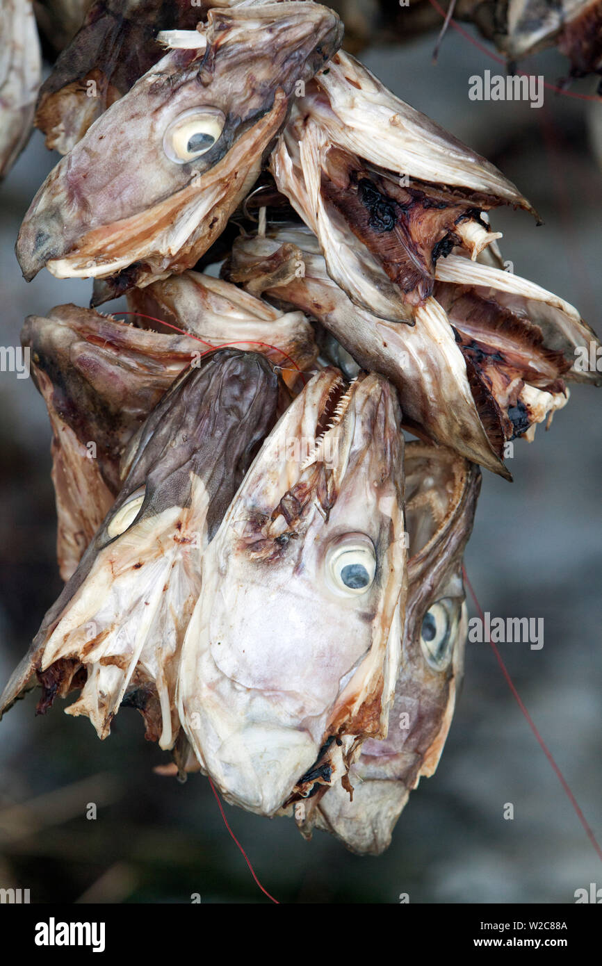 Stockfisch (Cod) trocknen auf Holz- Racks, Lofoten, Nordland, Norwegen Stockfoto