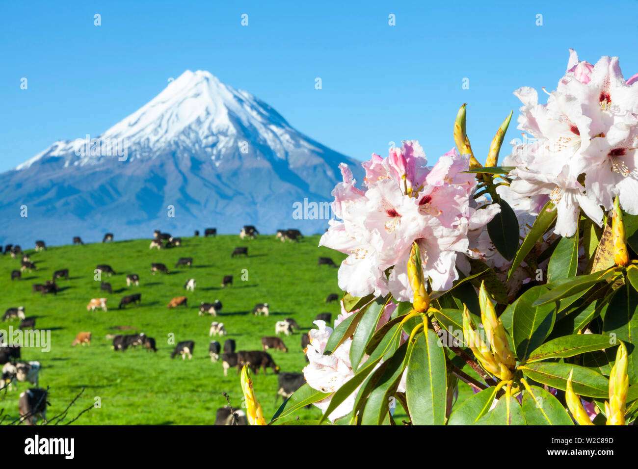 Mount Taranaki (Egmont) und grasenden Kühen, Taranaki, North Island, Neuseeland Stockfoto