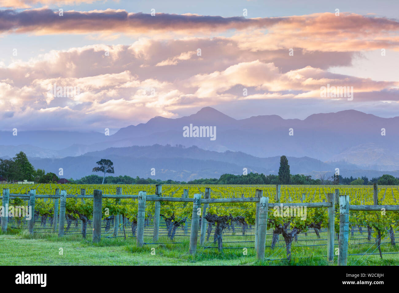 Malerische Weinberge beleuchtet bei Sonnenuntergang, Blenheim, Marlborough, Südinsel, Neuseeland Stockfoto