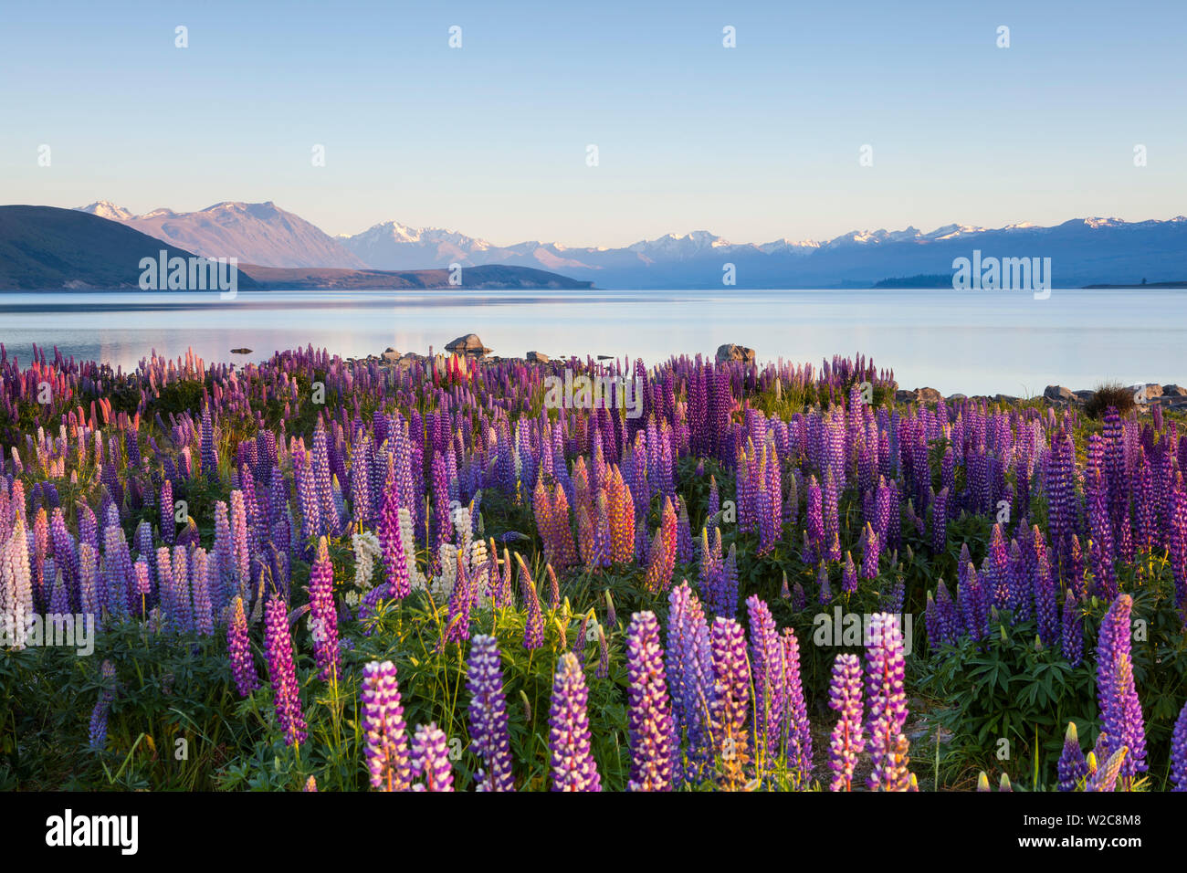Wilde Lupinen, Lake Tekapo, Mackenzie Country, Canterbury, Südinsel, Neuseeland Stockfoto