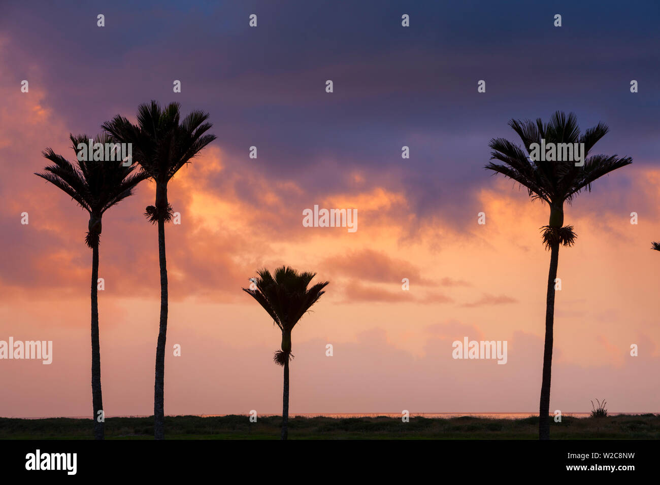 Nikau Palme Silhouetten bei Sonnenuntergang, Karamea, West Coast, South Island, Neuseeland Stockfoto