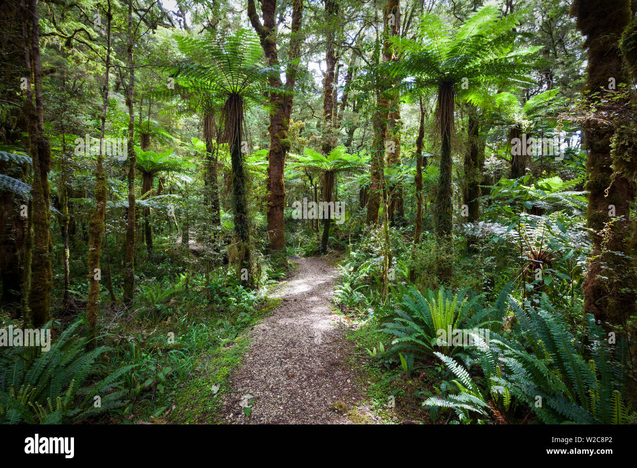 Subtropischer Regenwald, Karamea, West Coast, South Island, Neuseeland Stockfoto