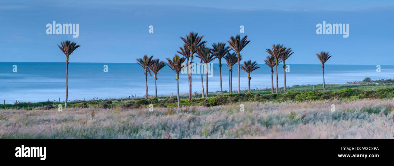 Küsten Nikau stehen, Karamea, West Coast, South Island, Neuseeland Stockfoto