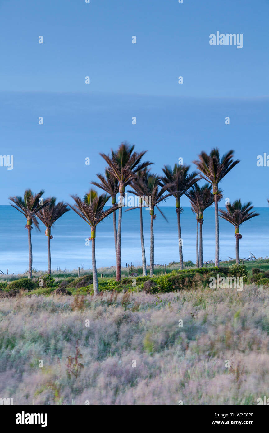 Küsten Nikau stehen, Karamea, West Coast, South Island, Neuseeland Stockfoto