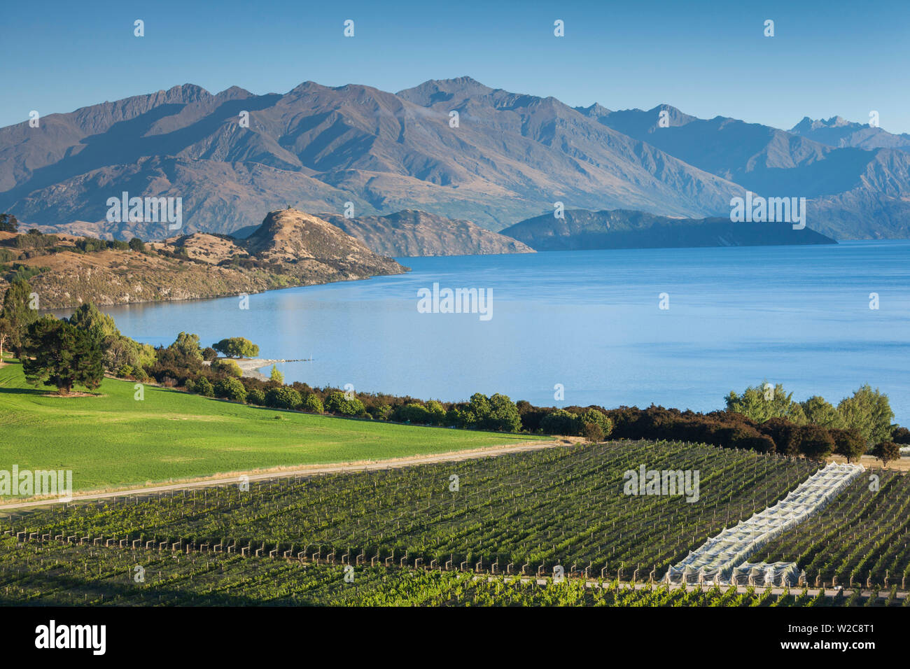 Neuseeland, Südinsel, Otago, Wanaka, Weinberg auf Lake Wanaka Stockfoto