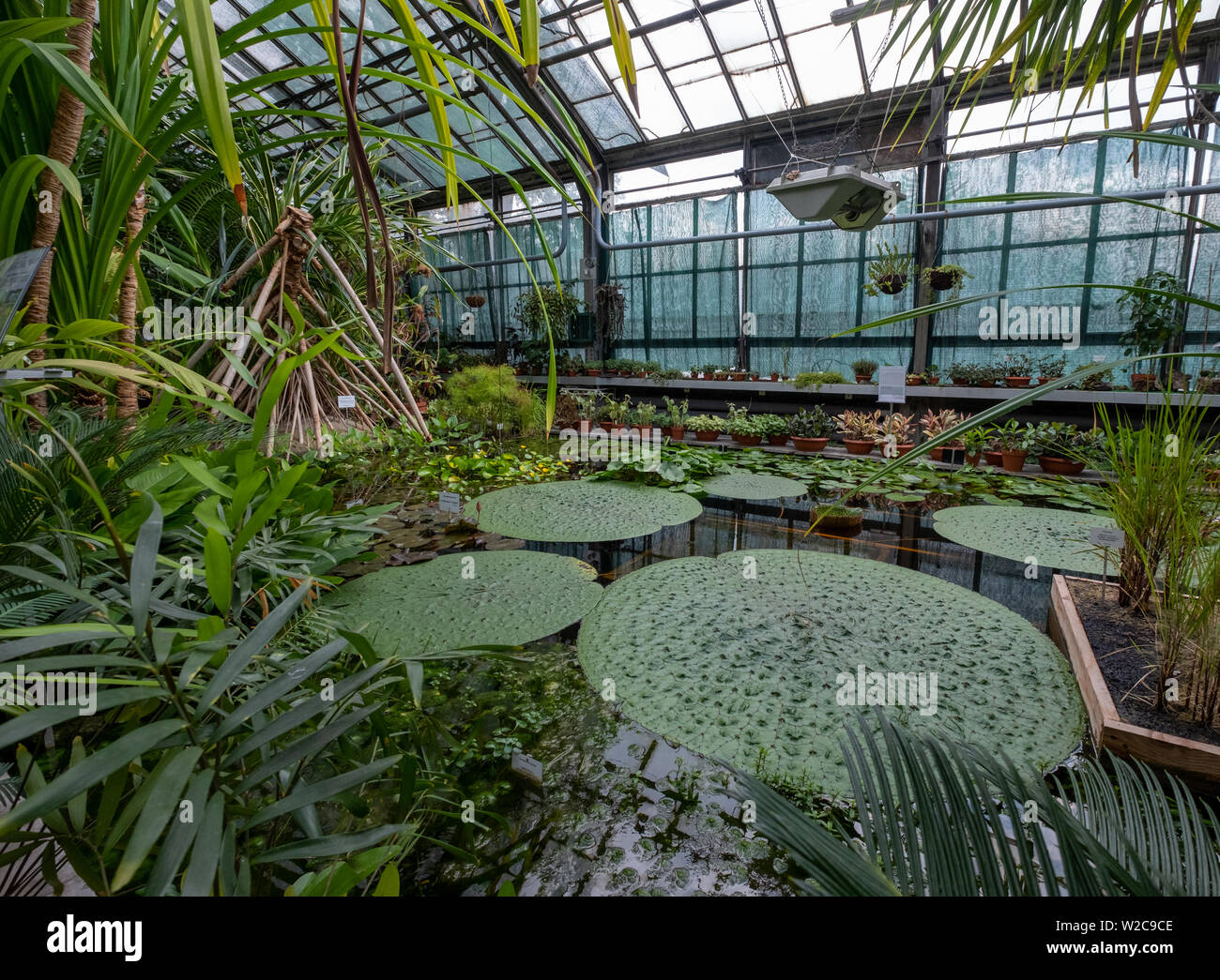 Innenraum der Victoria Gewächshaus im Botanischen Garten an der Jagiellonen Universität in Krakau Altstadt, Polen Stockfoto