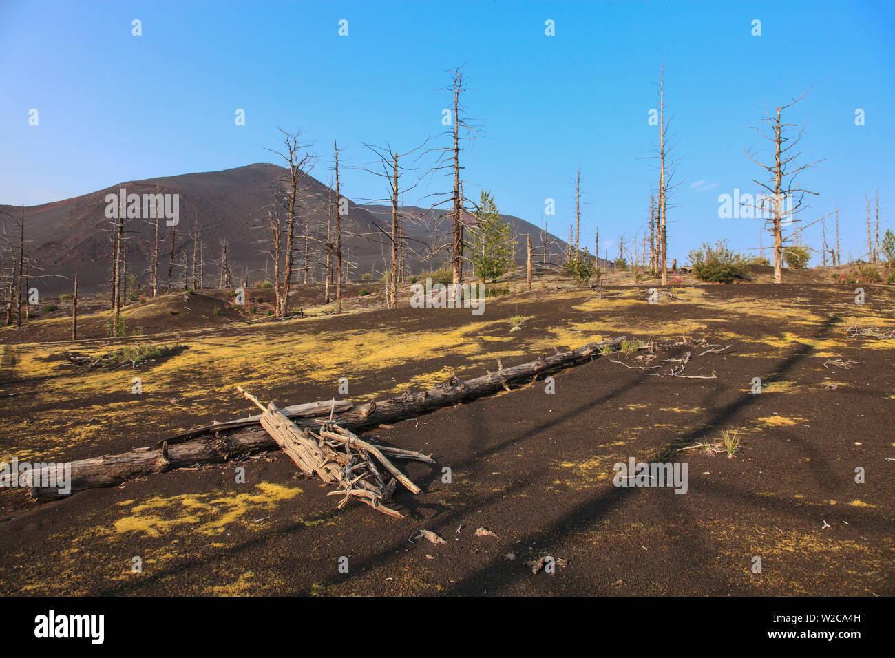 Toten Wald in der Nähe von Vulkan Tolbachik, Kamtschatka, Russland Stockfoto