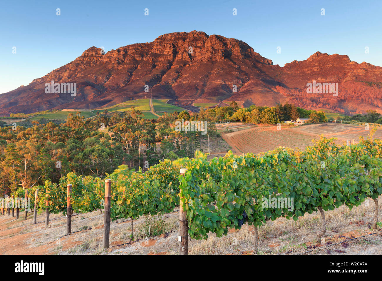 Südafrika, Western Cape, Stellenbosch, Tokara Weingut Stockfoto