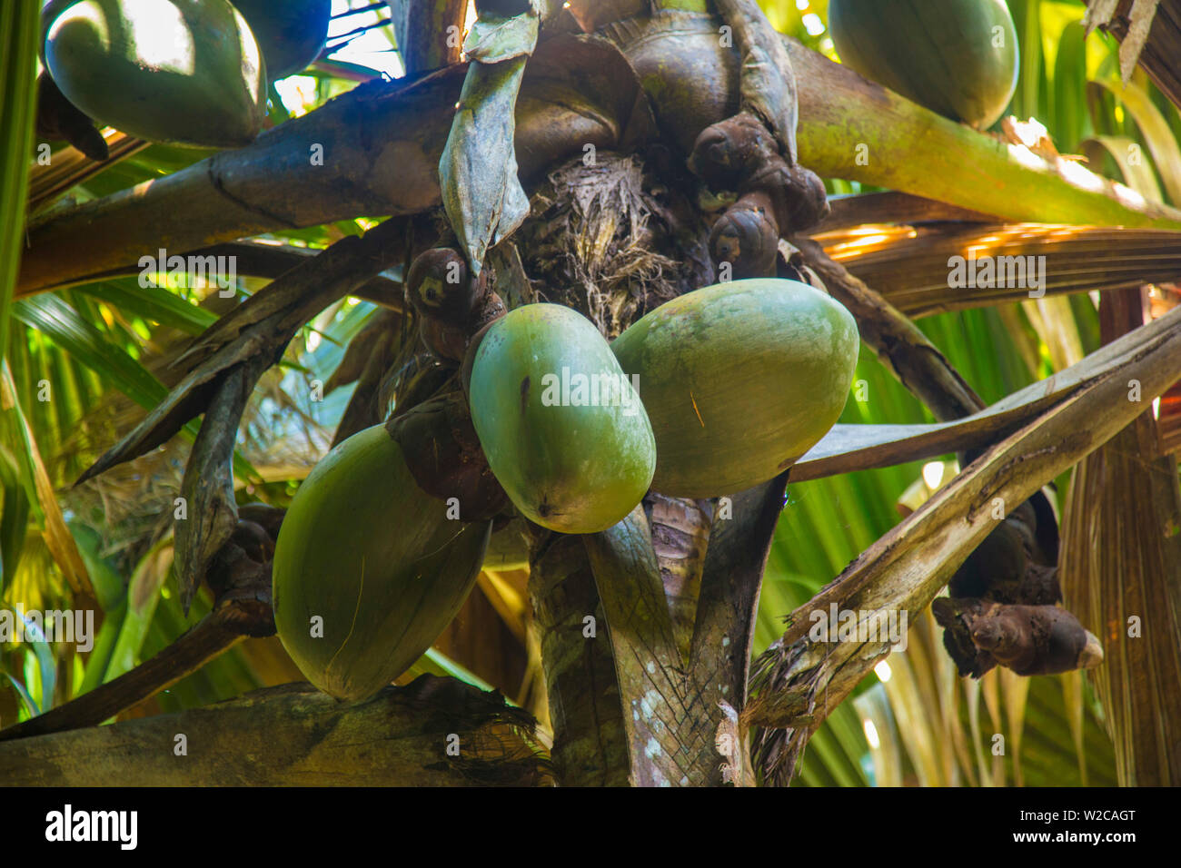 Coco de Mer Palmen, Vallei de Mai, Praslin, Seychellen Stockfoto