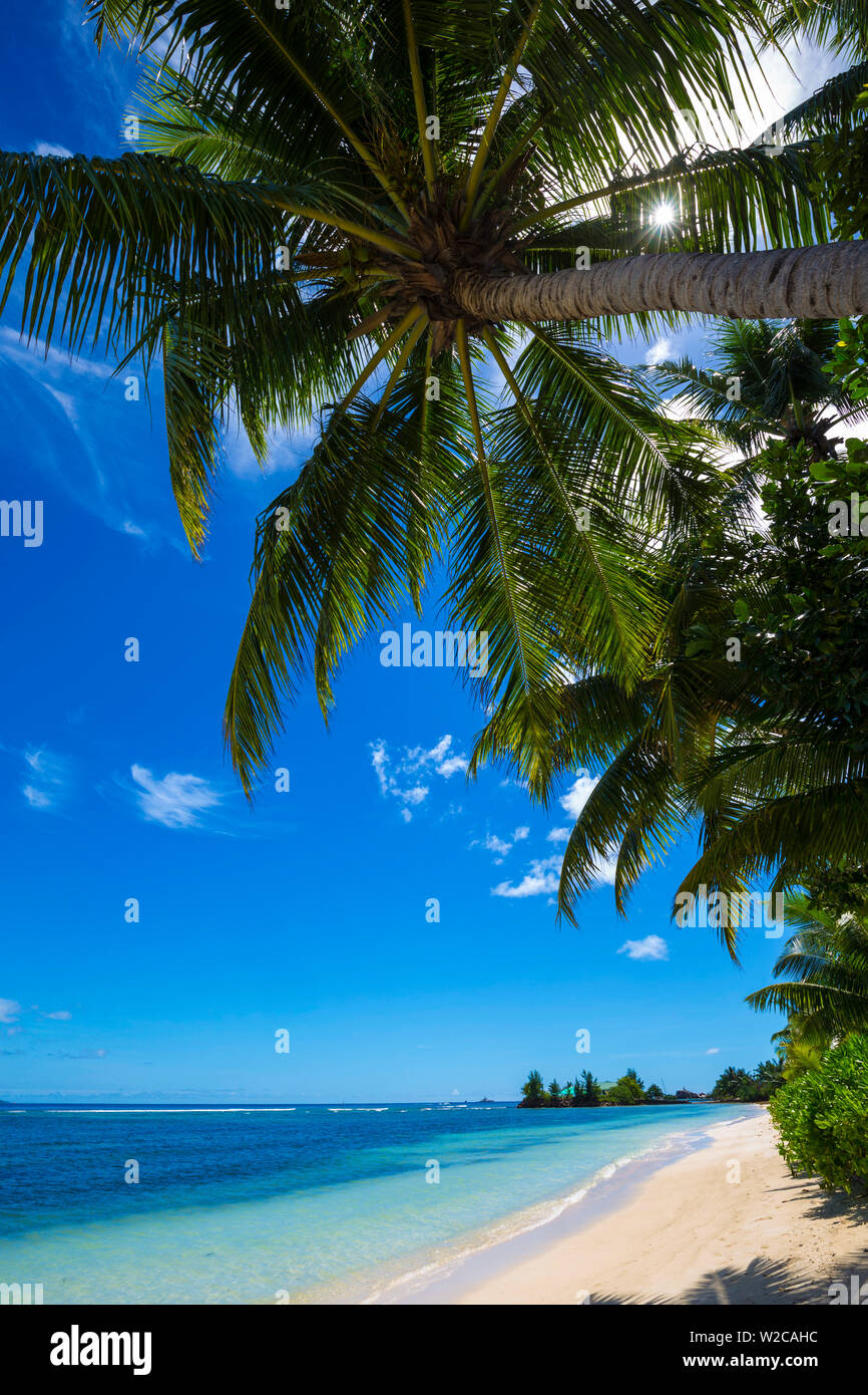 Palmen und tropischen Strand, La Digue, Seychellen Stockfoto