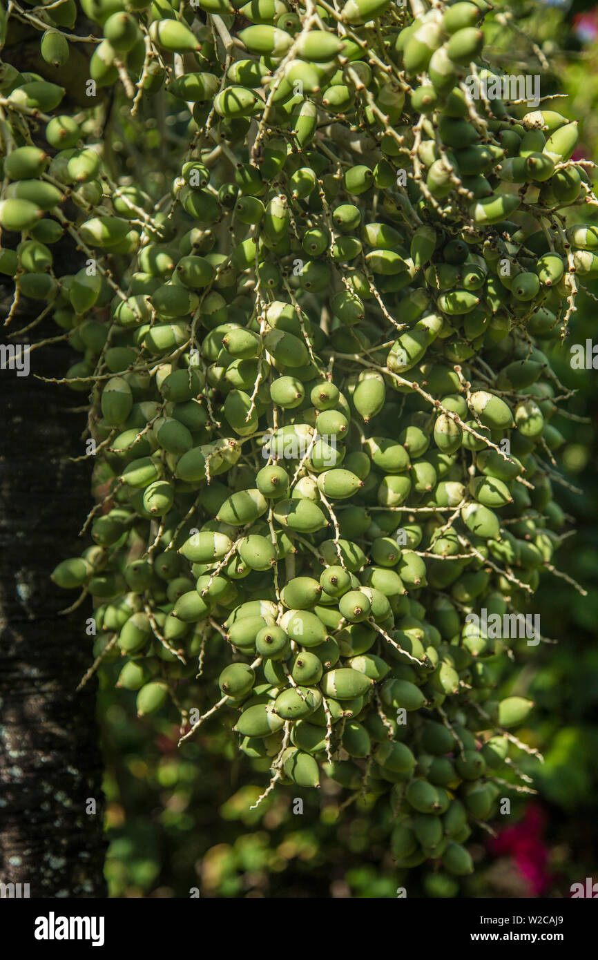 Termine wachsen auf Palm Tree, La Digue, Seychellen Stockfoto