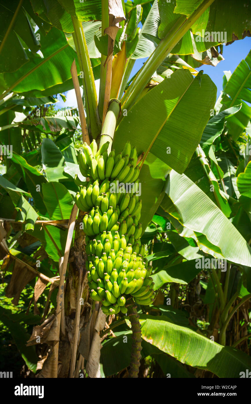Bananen wachsen in einem Garten auf La Digue, Seychellen Stockfoto