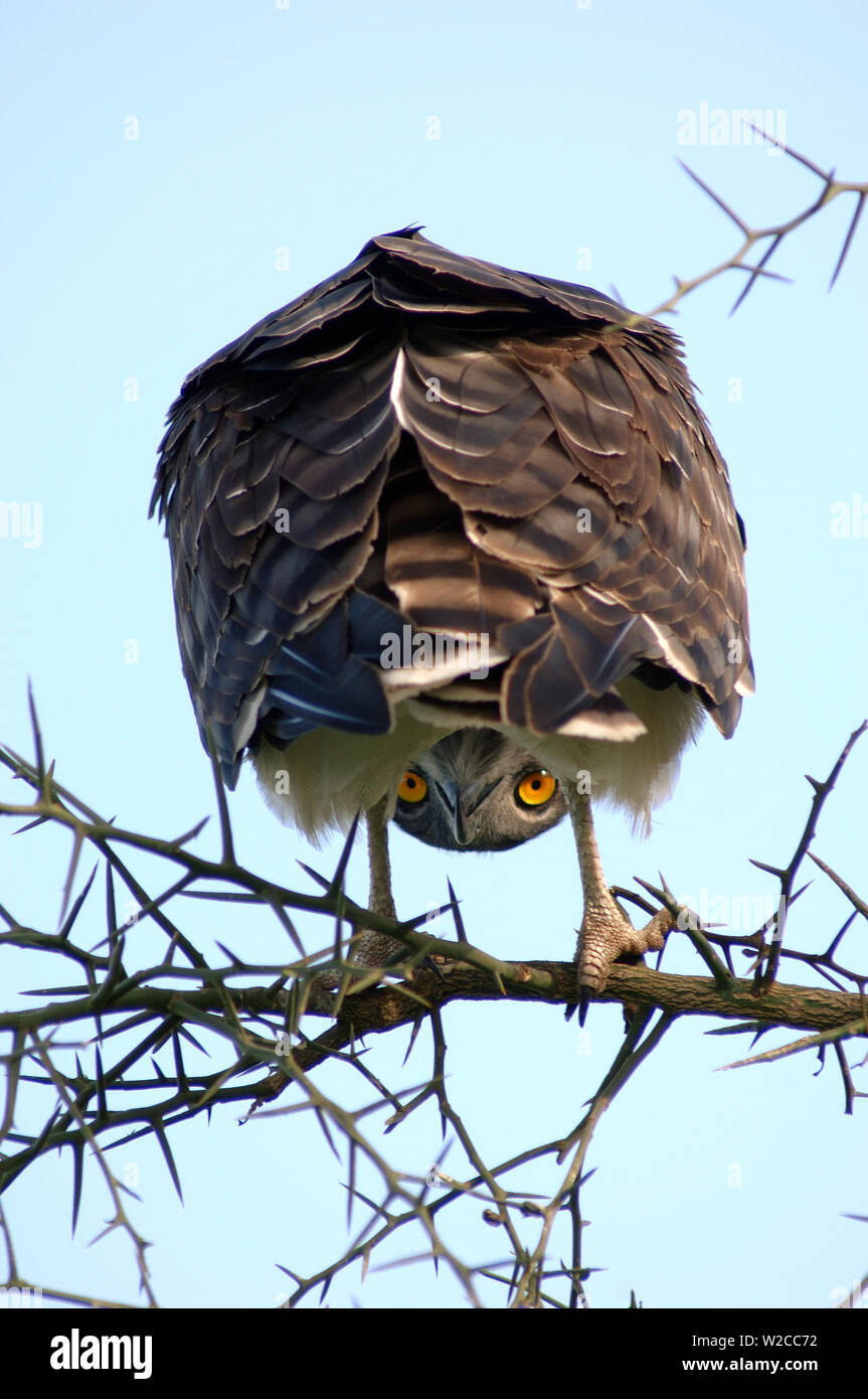 Braunen Schlangenadler, Circaetus cinereus, Serengeti, zwischen seine Beine, Tansania Stockfoto