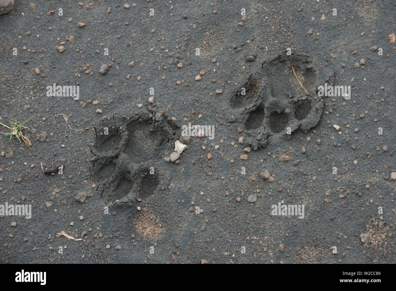 Lion paw Prints im Schlamm, Serengeti, Tansania Stockfoto