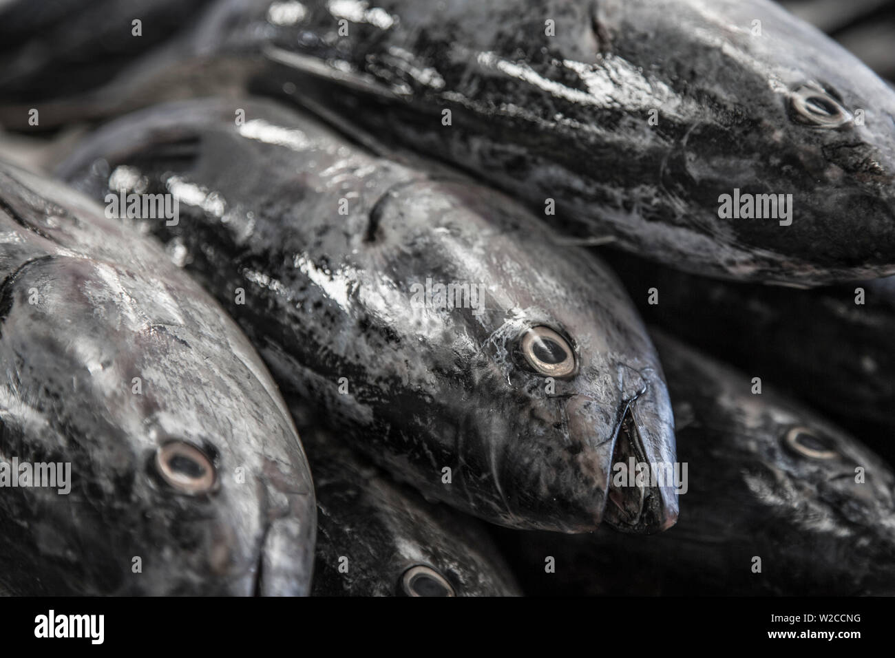 Thunfisch für Verkauf, Fischmarkt, Deira, Dubai, Vereinigte Arabische Emirate Stockfoto