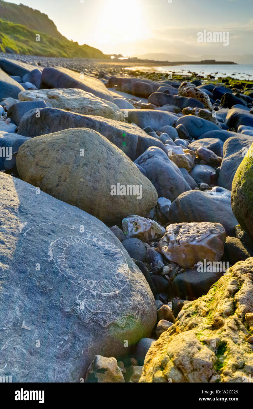Großbritannien, England, Dorset, Lyme Regis, ein Tor der Stadt zum UNESCO-Weltkulturerbe der Jurassic Coast, Monmouth Beach, Ammoniter, Bürgersteig, große Ammonit fossil Stockfoto