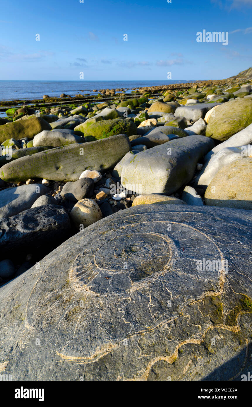Großbritannien, England, Dorset, Lyme Regis, ein Tor der Stadt zum UNESCO-Weltkulturerbe der Jurassic Coast, Monmouth Beach, Ammoniter, Bürgersteig, große Ammonit fossil Stockfoto