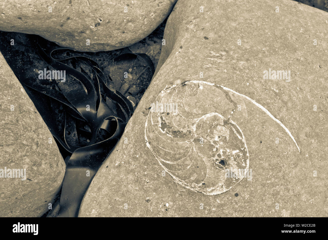 Großbritannien, England, Dorset, Lyme Regis, ein Tor der Stadt zum UNESCO-Weltkulturerbe der Jurassic Coast, Monmouth Beach, Ammoniter, Bürgersteig, große Ammonit fossil Stockfoto