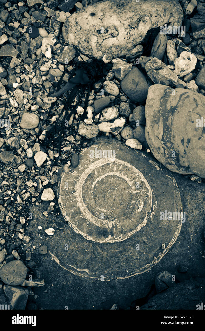 Großbritannien, England, Dorset, Lyme Regis, ein Tor der Stadt zum UNESCO-Weltkulturerbe der Jurassic Coast, Monmouth Beach, Ammoniter, Bürgersteig, große Ammonit fossil Stockfoto