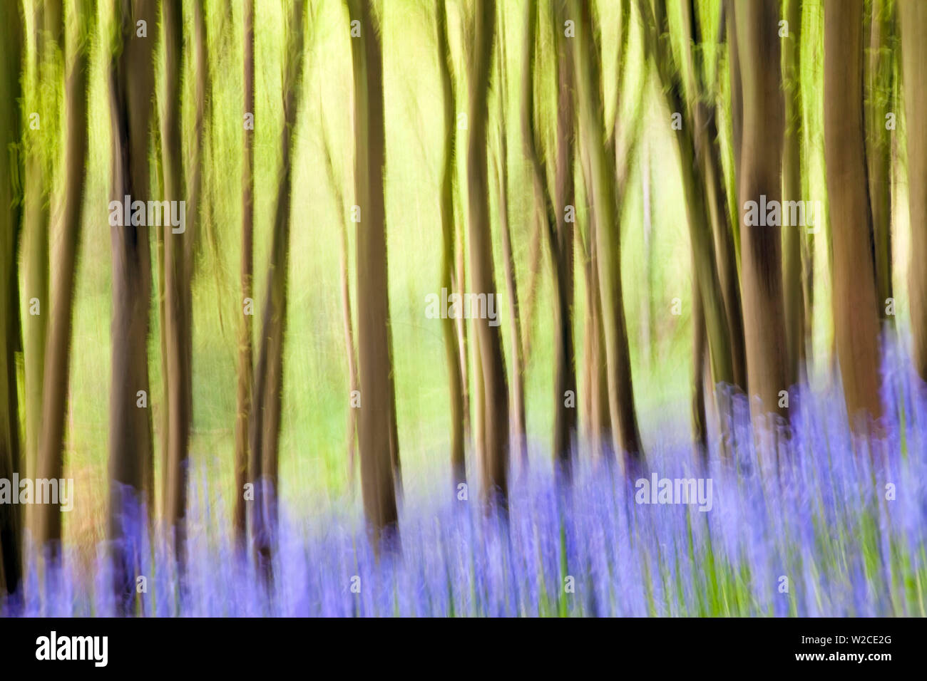 Bluebells (Hyacinthoides non-scripta) in Wäldern, Somerset, England, Großbritannien Stockfoto