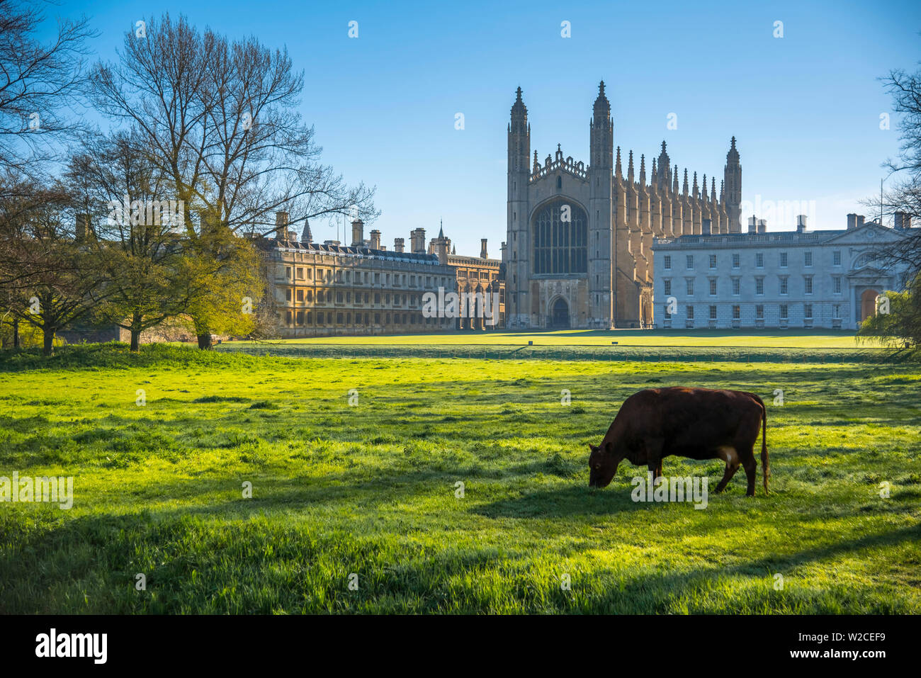 Großbritannien, England, Cambridgeshire, Cambridge, dem Rücken, King's College, King's College Chapel Stockfoto