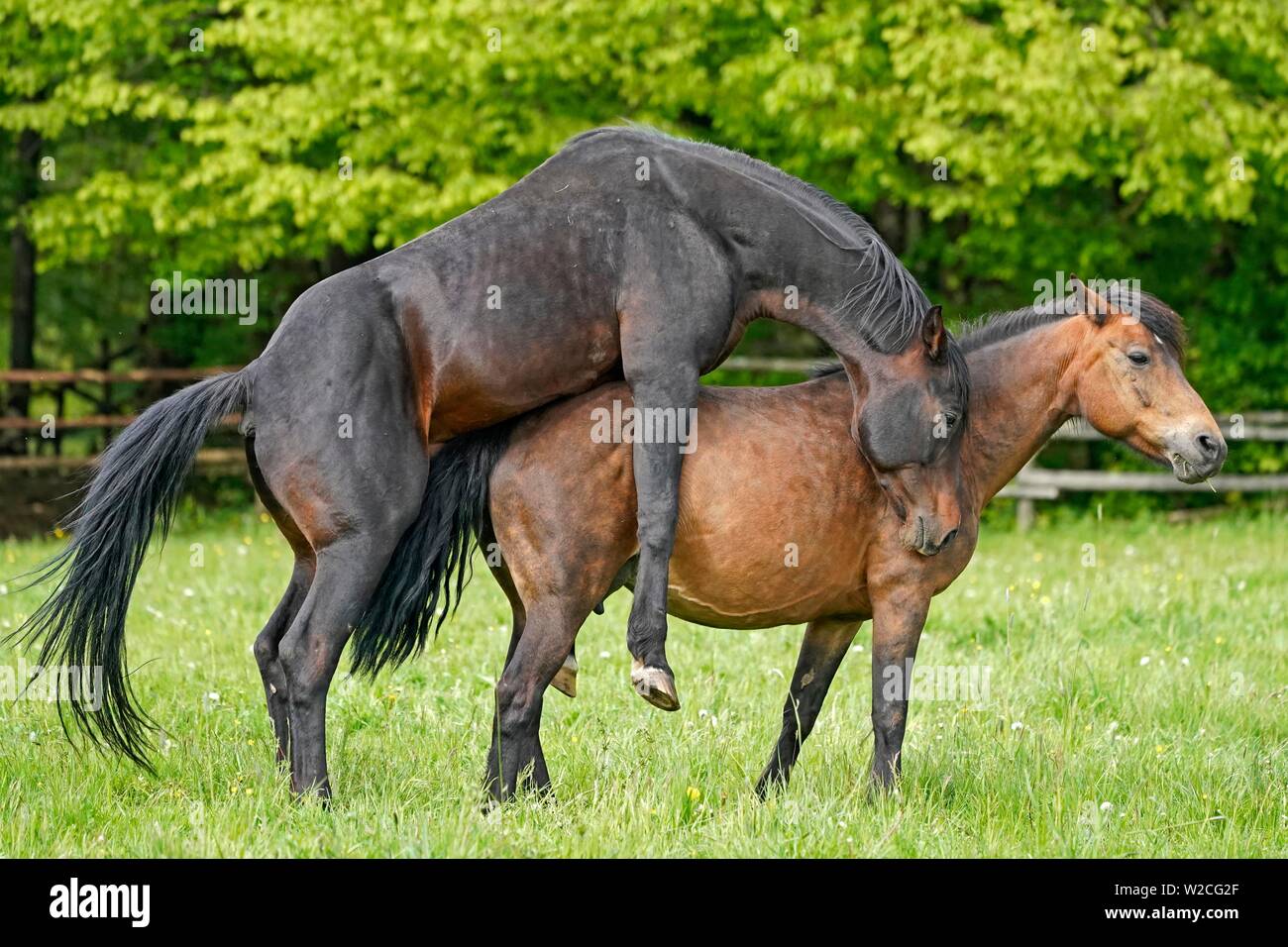 Haus Pferde, die Kopplung auf der Weide, Deutschland Stockfoto