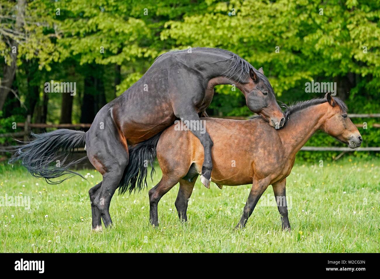 Haus Pferde, die Kopplung auf der Weide, Deutschland Stockfoto