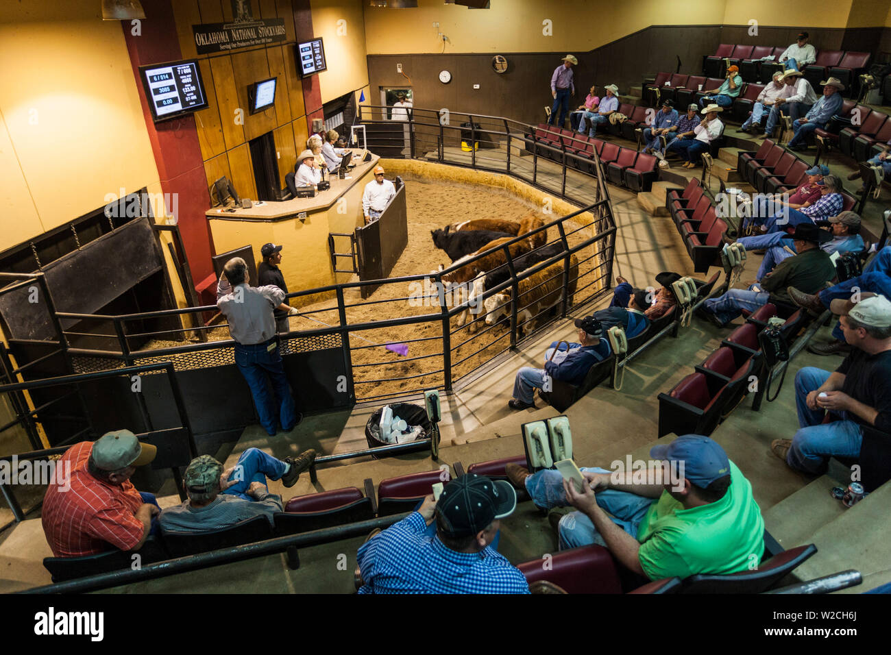 USA, Oklahoma, Oklahoma City, Oklahoma nationaler Stockyards, Viehversteigerung Stockfoto