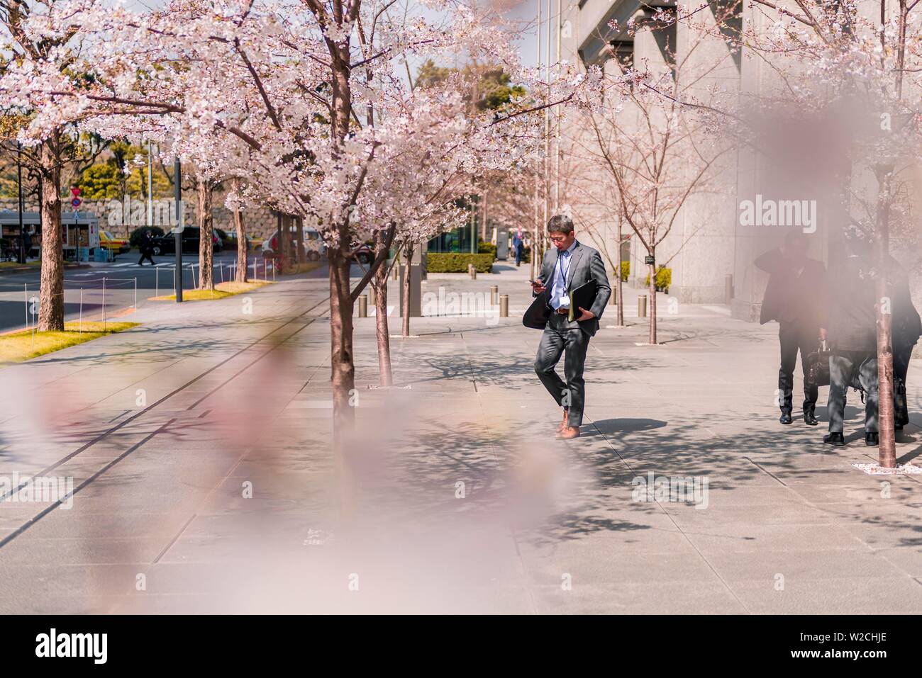 Japanische Geschäftsmann in Anzug, Kirschblüte im Geschäftsviertel Marunouchi, Tokio, Japan Stockfoto