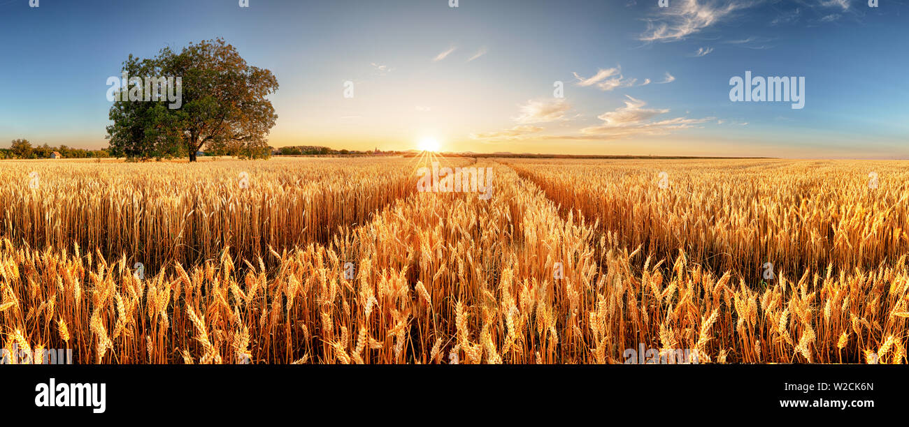 Weizen Panorama mit Baum bei Sonnenuntergang flied, ländliche Landschaft - Landwirtschaft Stockfoto