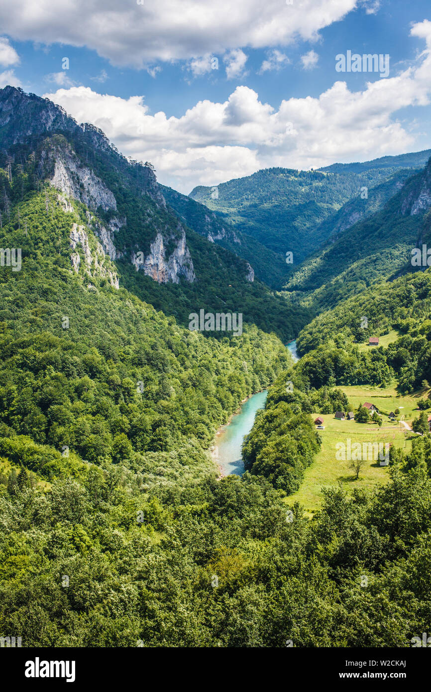 Schlucht des Flusses Tara in den Bergen von Montenegro. Stockfoto