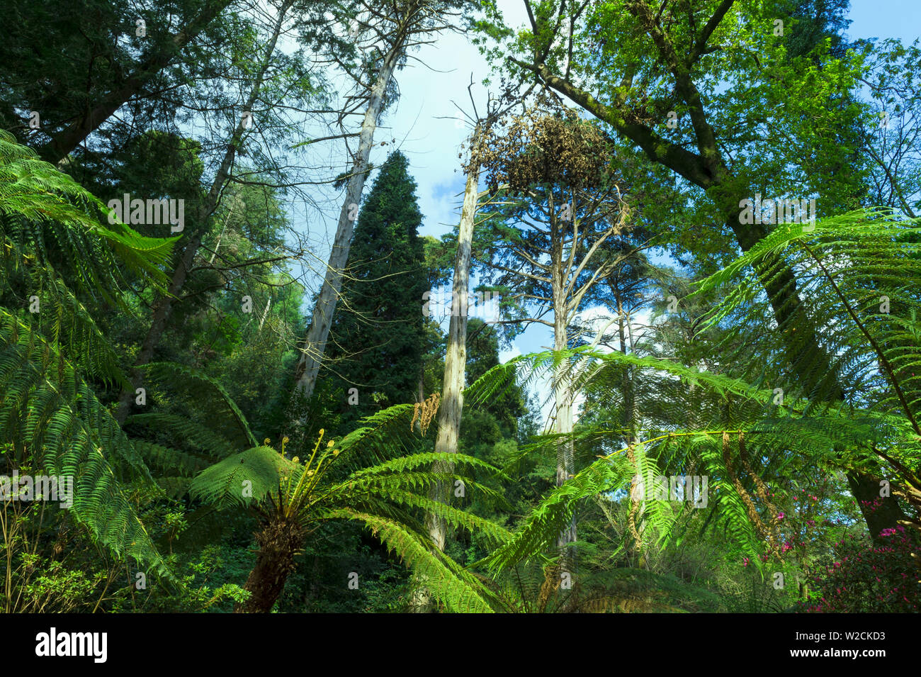 Farne, Bussaco National Forest, Padova, Beira Litoral, Portugal Stockfoto