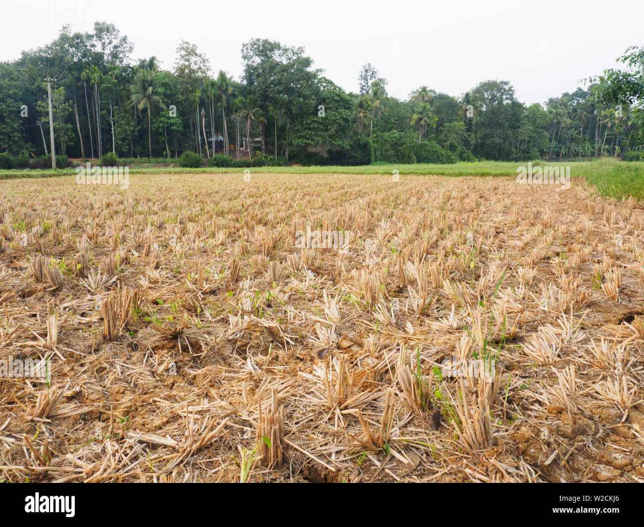 Feld nach der Ernte von Reis in Kochi, Kerala, Indien Stockfoto