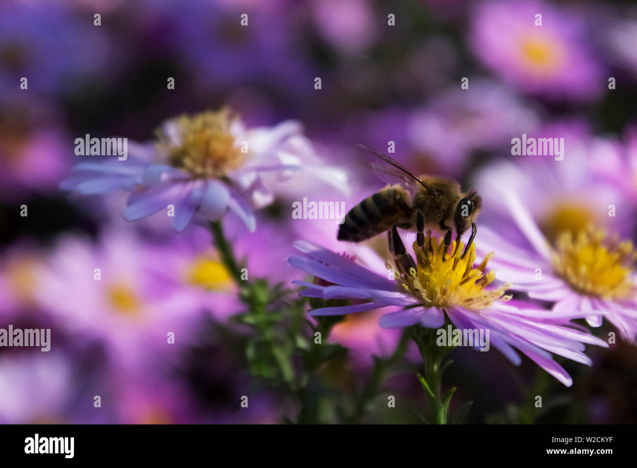 Europäische Biene ist die Bestäubung Lila Blume im Schatten des Baumes Stockfoto