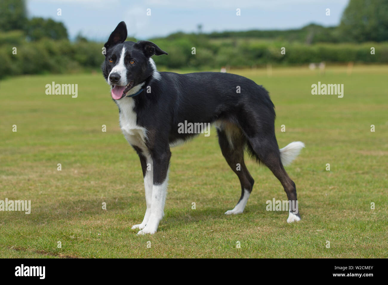 Bauernhof Border Collie Stockfoto