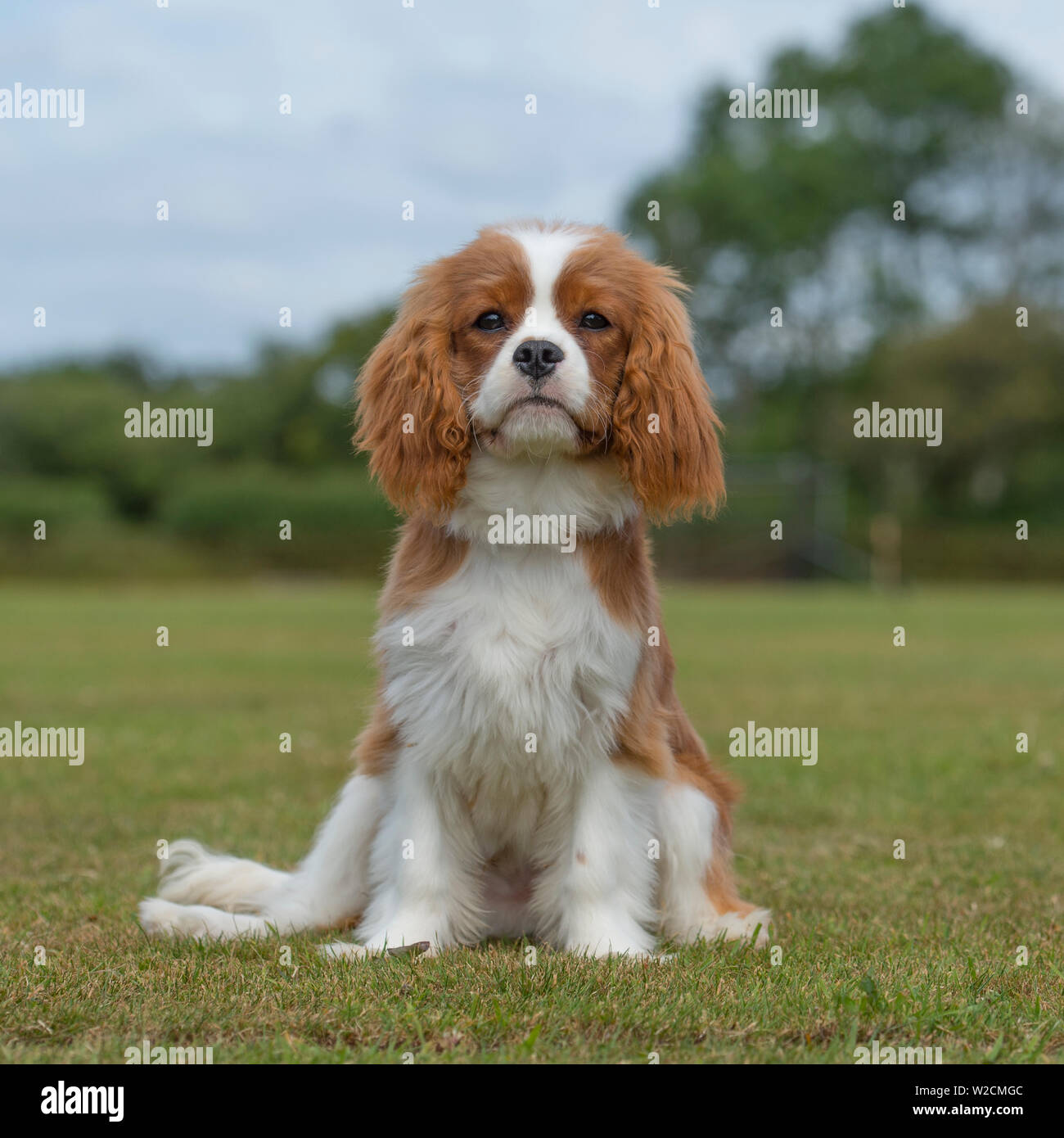 Cavalier King Charles Spaniel Welpen Stockfoto