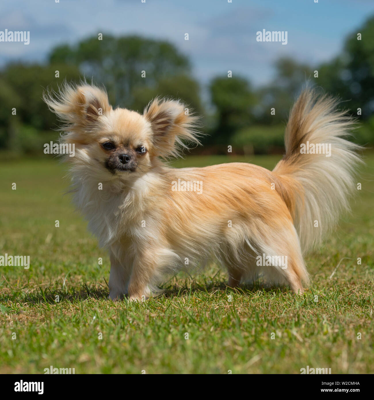 Chihuahua-longcoated Stockfoto