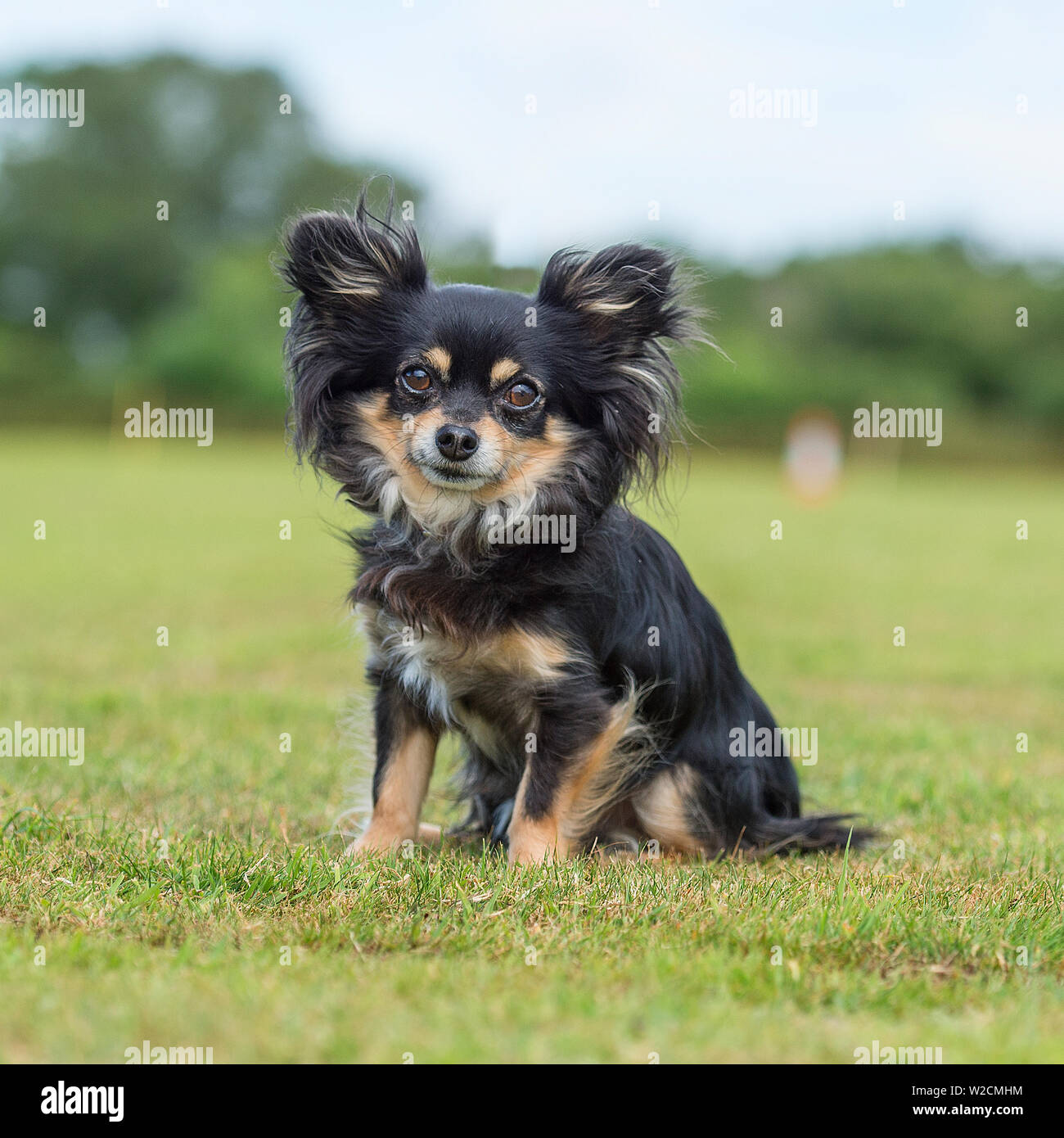 Chihuahua-longcoated Stockfoto