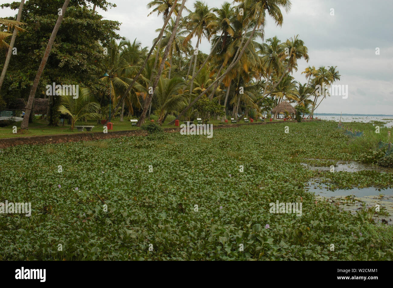 Grüne Algen am Vembanad Lake in Indien Kerala Kochi Stockfoto