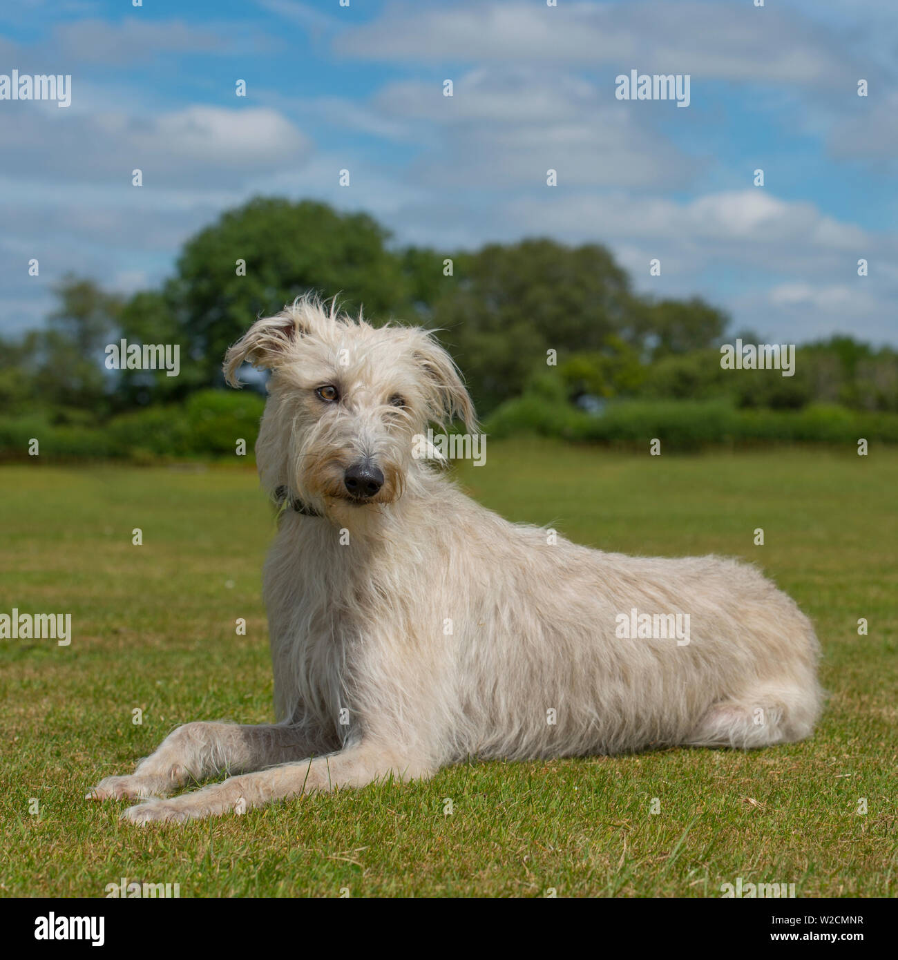 Lurcher Stockfoto