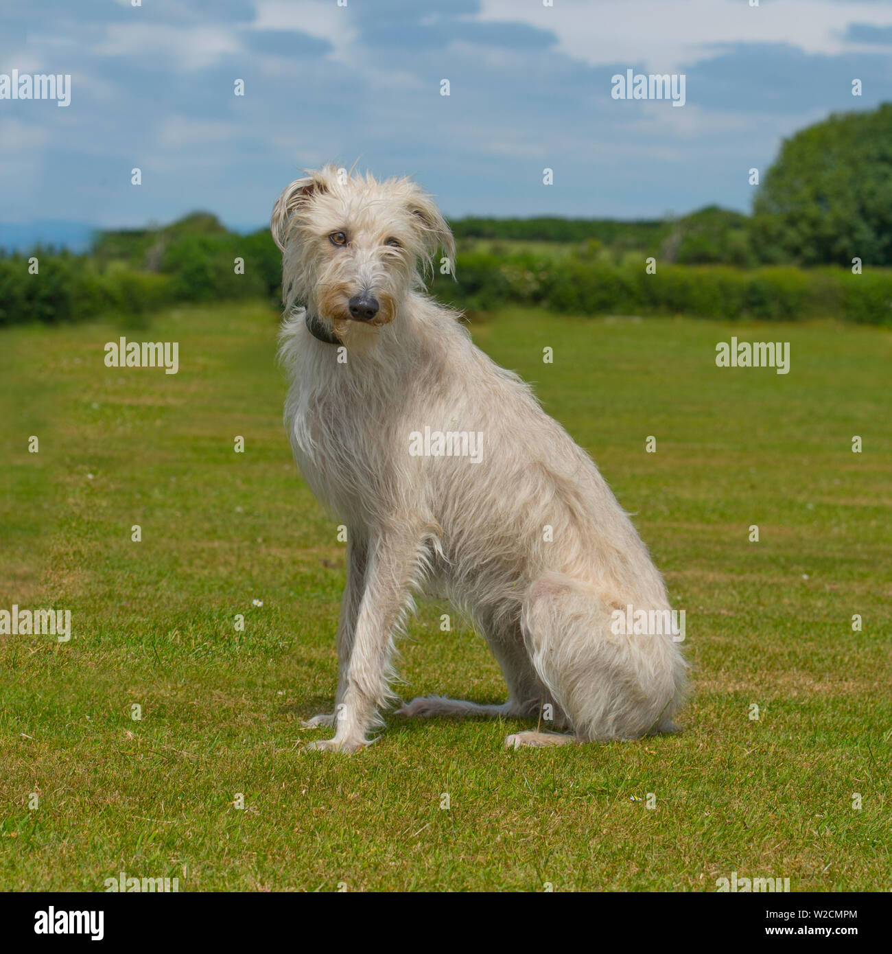 lurcher Hund sitzt Stockfoto