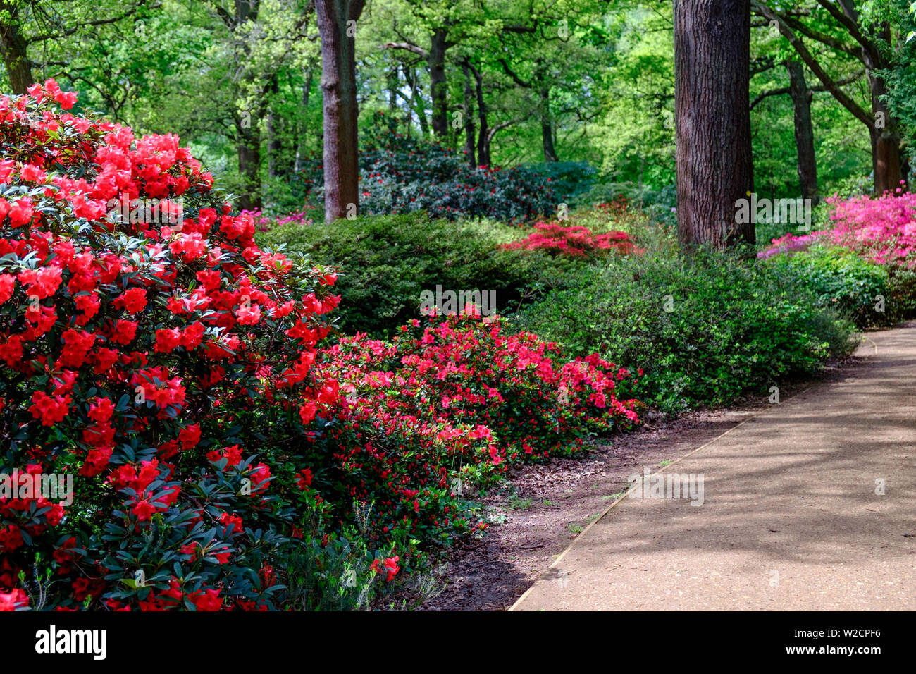 Woodland Weg mit Bäumen, grünes Laub und Sträuchern von rot und rosa Blüten im Frühjahr bei Isabella Plantation im Richmond Park, London, England. Stockfoto