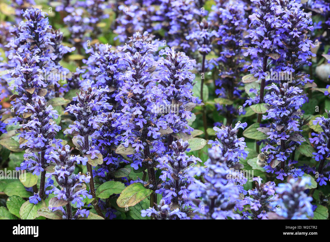 Violetten Teppich bugleweed Blumen. Ajuga reptans oder blau Bugle wachsende Pflanzen im Frühling Garten Stockfoto