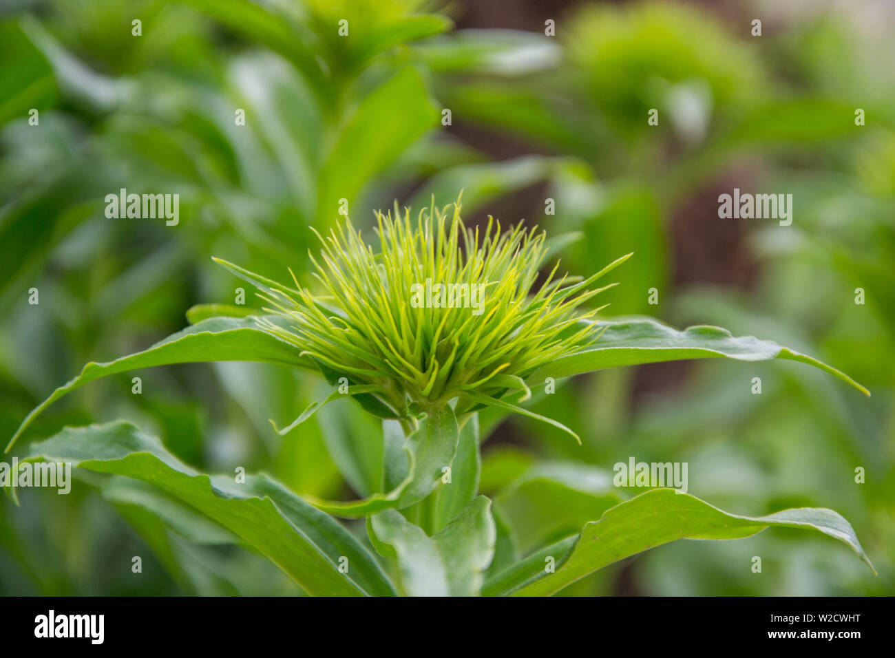 Dianthus barbatus Blumen beginnen zu blühen, grüne Blütenknospen mit scharfen dünnen Blättern, Frühling Garten - Bonbon - Williams - Caryophyllaceae Stockfoto