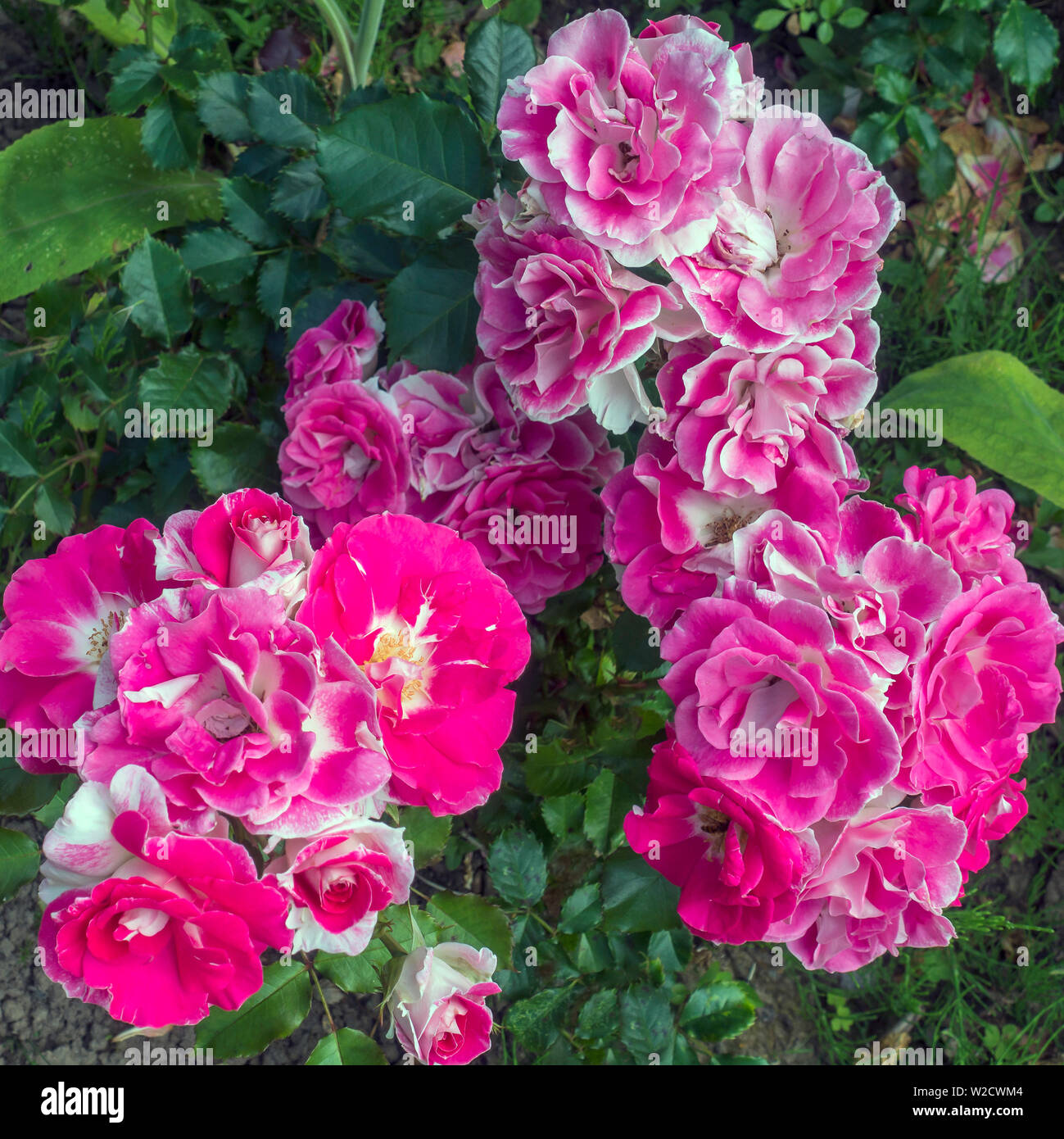 Rosa und weissen Rose, Rosa Stockfoto