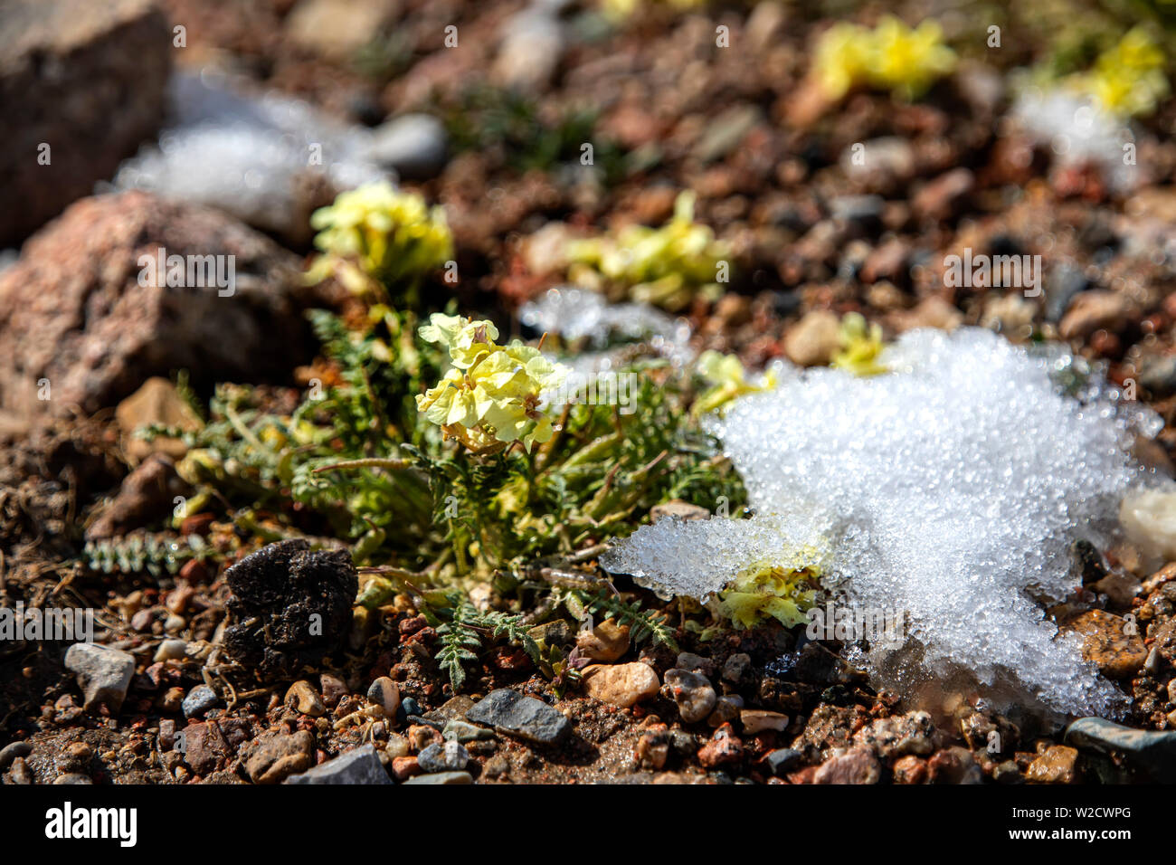 Yellow Mountain Blume wächst auf Steinen durch schmelzenden Schnee umgeben. Das Reisen in Kirgistan. Stockfoto