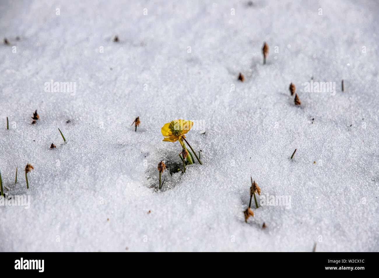 Yellow Mountain Blume in der Nähe von Schnee umgeben. Das Reisen in Kirgistan. Stockfoto
