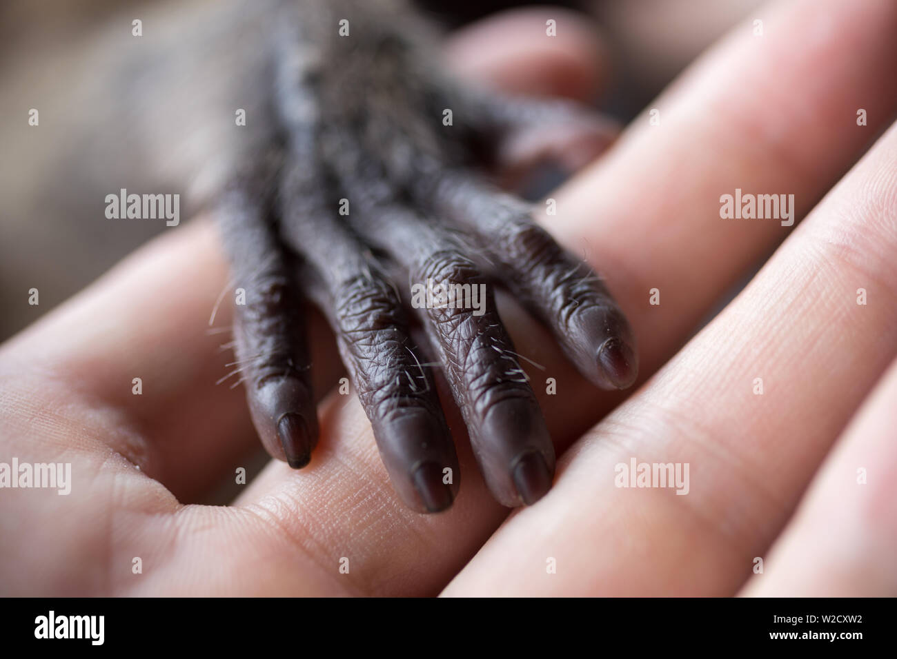 Ein kleiner Affe hand mit einem menschlichen Finger. Tierschutz und Schutz Stockfoto