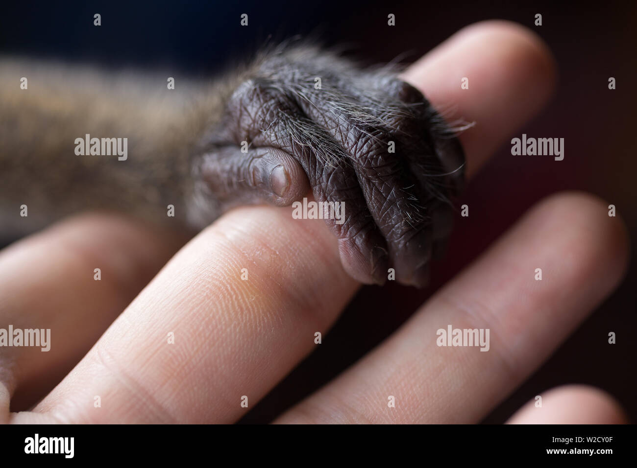 Ein kleiner Affe hand mit einem menschlichen Finger. Tierschutz und Schutz Stockfoto